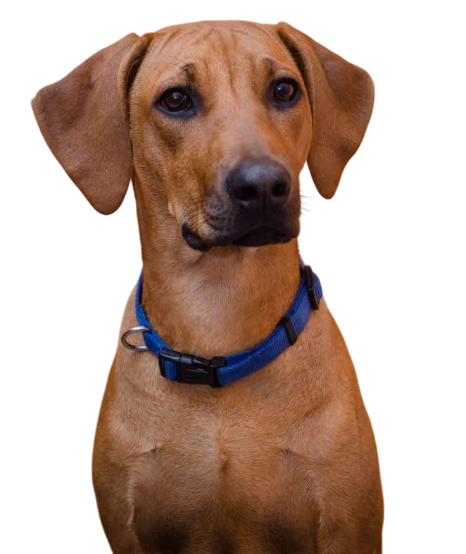 pas, dog, orthovet, bihac, veterinarska stanica, klinika, ortopedija, ortopediju